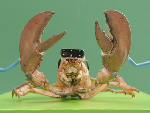 TELE2 Lobster